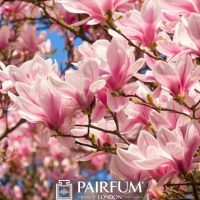PINK MAGNOLIA FLOWERS PLANT 1 PINK MAGNOLIA FLOWERS PLANT 1