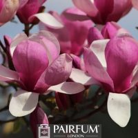 PINK MAGNOLIA PETALS 1 PINK MAGNOLIA PETALS 1