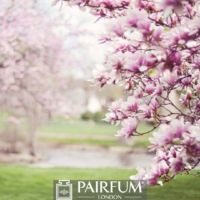 PINK MAGNOLIA PLANT 1 PINK MAGNOLIA PLANT 1