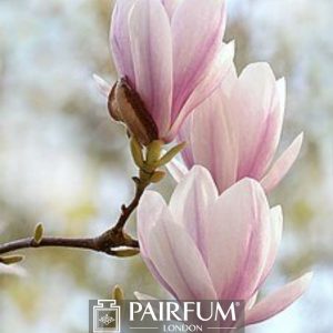 PINK MAGNOLIAS ON A BRANCH 1