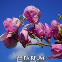 PINK MAGNOLIAS ON A BRANCH AGAINST THE SKY