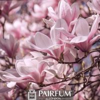 PINK MAGNOLIAS ON A PLANT 1 PINK MAGNOLIAS ON A PLANT 1
