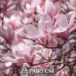 PINK MAGNOLIAS ON A PLANT 1