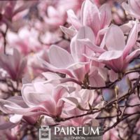 PINK MAGNOLIAS ON A PLANT