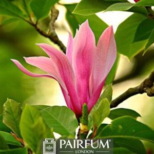 PINK SINGLE MAGNOLIA FLOWER 1