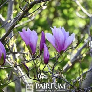 PURPLE MAGNOLIA FLOWERS IN NATURE 1