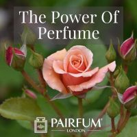 Perfume Trend single pink rose flower Perfume Trend single pink rose flower