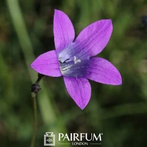 Purple Close Up Bluebell Purple Close Up Bluebell
