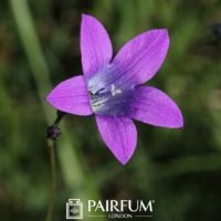 Purple Close Up Bluebell Purple Close Up Bluebell