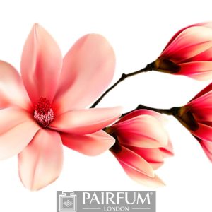 RED MAGNOLIA FLOWER ARTWORK 1
