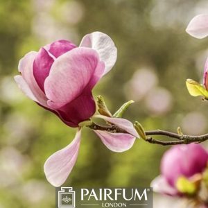 SINGLE PINK MAGNOLIA FLOWER IN BLOOM 1