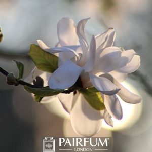 SUNLIT MAGNOLIA FLOWER ON A BRANCH 1
