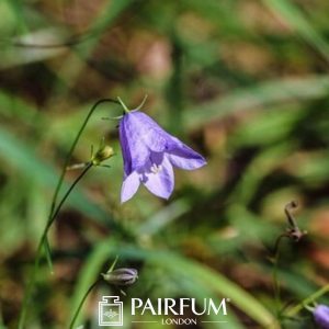Single Bluebell With Blurred Background Single Bluebell With Blurred Background