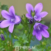 Vibrant Bluebells Vibrant Bluebells