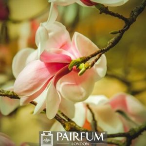 WHITE AND PINK MAGNOLIA FLOWER 1