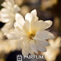 WHITE MAGNOLIA FLOWER HEAD WHITE MAGNOLIA FLOWER HEAD