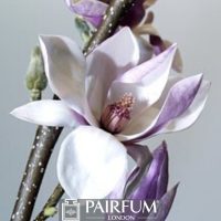 WHITE MAGNOLIA FLOWER ON A BRANCH WHITE MAGNOLIA FLOWER ON A BRANCH
