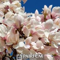 WHITE MAGNOLIA FLOWER PLANT WHITE MAGNOLIA FLOWER PLANT