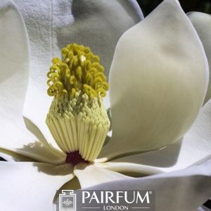 WHITE MAGNOLIA FLOWER POLLEN WHITE MAGNOLIA FLOWER POLLEN