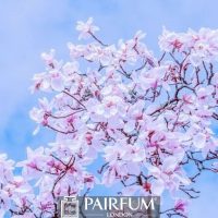 WHITE MAGNOLIA FLOWER TREE WHITE MAGNOLIA FLOWER TREE