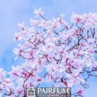 WHITE MAGNOLIA FLOWER TREE WHITE MAGNOLIA FLOWER TREE