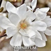 WHITE MAGNOLIA FLOWER WHITE MAGNOLIA FLOWER