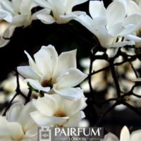 WHITE MAGNOLIA FLOWERS AGAINST BLACK BACKGROUND WHITE MAGNOLIA FLOWERS AGAINST BLACK BACKGROUND