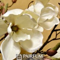 WHITE MAGNOLIA FLOWERS AGAINST CREAM BACKGROUND WHITE MAGNOLIA FLOWERS AGAINST CREAM BACKGROUND
