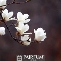 WHITE MAGNOLIA IN BLOOM ON A BRANCH WHITE MAGNOLIA IN BLOOM ON A BRANCH