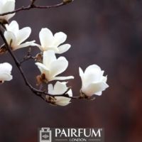 WHITE MAGNOLIA IN BLOOM ON A BRANCH