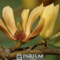 WHITE MAGNOLIA IN BLOOM WHITE MAGNOLIA IN BLOOM