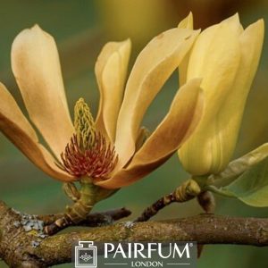 WHITE MAGNOLIA IN BLOOM WHITE MAGNOLIA IN BLOOM