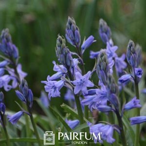 Wild Bluebells About To Bloom Wild Bluebells About To Bloom