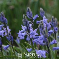 Wild Bluebells About To Bloom Wild Bluebells About To Bloom