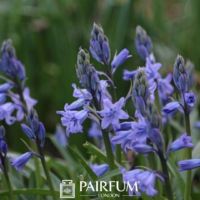 Wild Bluebells About To Bloom Wild Bluebells About To Bloom